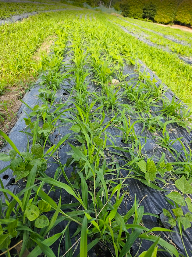 자라나는 히카마 넝쿨