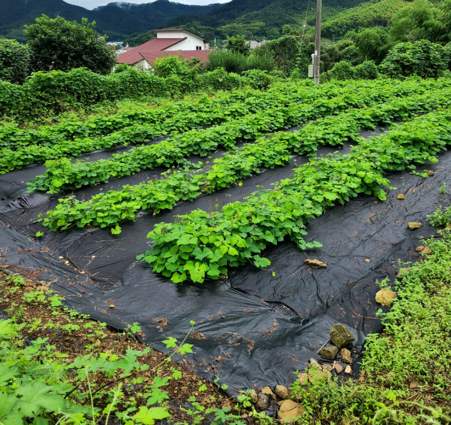 무성하게 자란 히카마 넝쿨밭